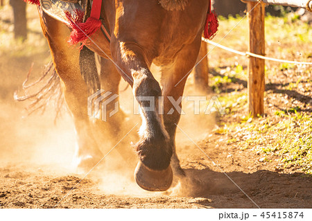 走る馬 走る馬 45415874