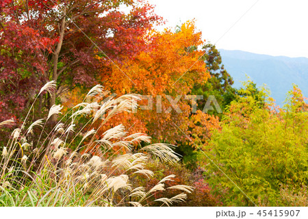 紅葉する御岳山とススキ 紅葉する御岳山とススキ 45415907