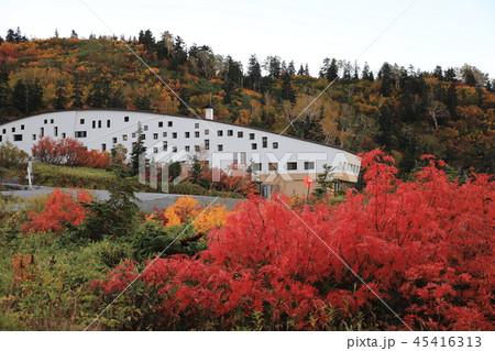 弥陀ヶ原の紅葉 弥陀ヶ原の紅葉 45416313