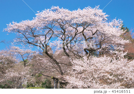 一本桜 - 慈光寺の桜 45416551