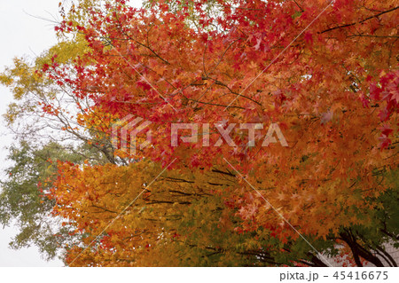 紅葉 葉 葉っぱ 45416675