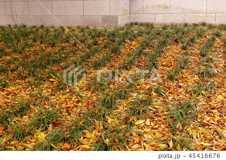 紅葉 葉 葉っぱ 45416676