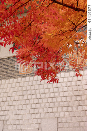紅葉 葉 葉っぱ 45416677