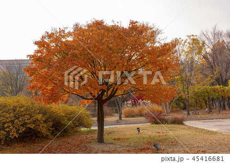 紅葉 葉 葉っぱ 45416681