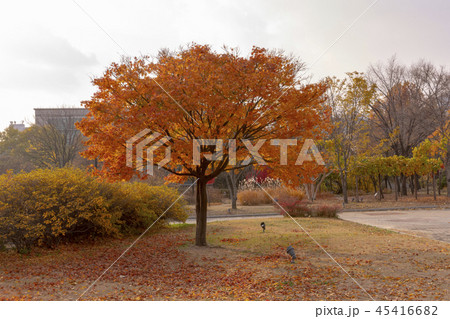 紅葉 葉 葉っぱ 45416682