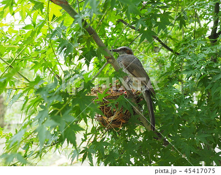ヒヨドリの子育て 45417075