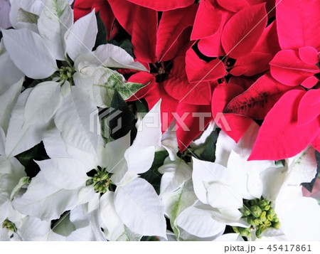 プリンセチア プリンセチア 45417861