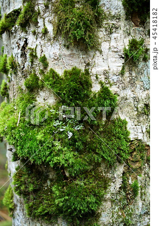白駒池 苔の森 白駒池 苔の森 45418182