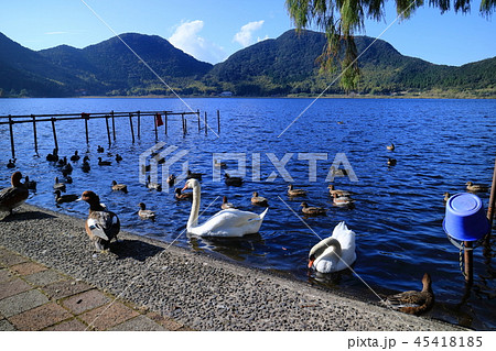 白鳥と藺牟田池 45418185