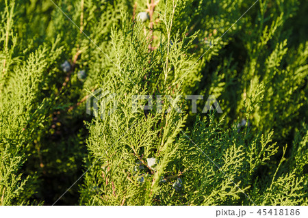 Green leaves of ornamental bushes in bright sun. Green leaves of ornamental bushes in bright sun. 45418186
