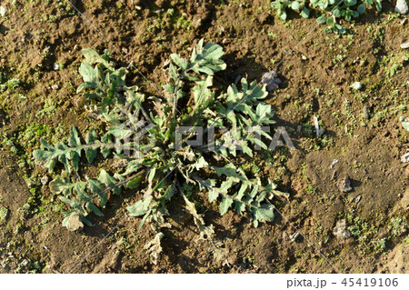 野のなすな 45419106