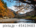 高山市の川と紅葉 45419483