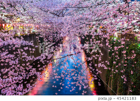 目黒川の夜桜ライトアップ （東京都目黒区） 2018年3月 45421183