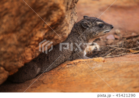 Rock hyrax (Procavia capensis) getting from stone Rock hyrax (Procavia capensis) getting from stone 45421290
