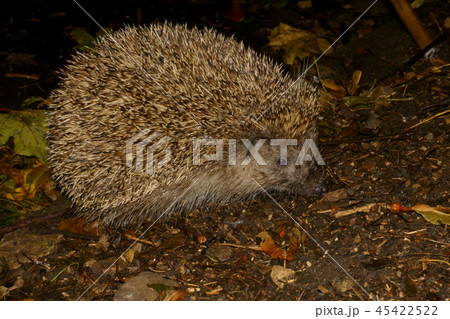 野生のハリネズミ プラハ チェコの写真素材