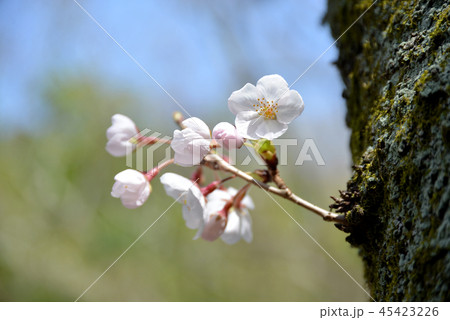 桜の花 桜の花 45423226