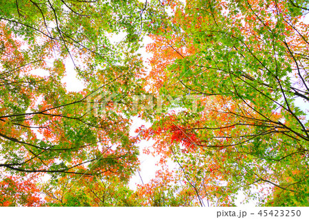 宮ヶ瀬湖の紅葉 初秋 の写真素材