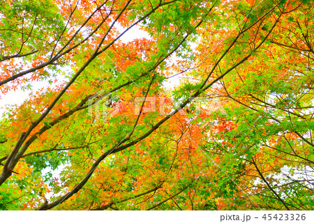 宮ヶ瀬湖の紅葉 初秋 の写真素材