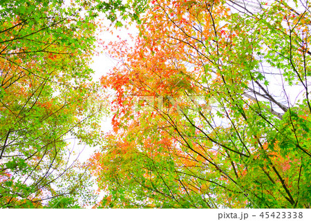 宮ヶ瀬湖の紅葉 初秋 の写真素材