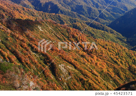 東北飯豊連峰 種蒔山稜線から大日杉登山道の紅葉の谷を望む 東北飯豊連峰 種蒔山稜線から大日杉登山道の紅葉の谷を望む 45423571