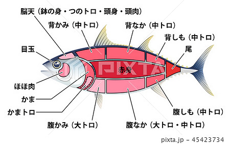 マグロ 鮪 部位 白背景のイラスト素材