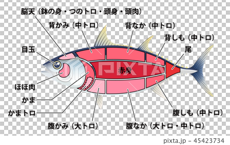 マグロ 鮪 部位 白背景 マグロ 鮪 部位 白背景 45423734