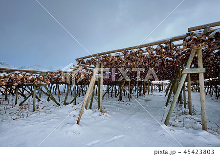 Drying flakes for stockfish cod fish in winter. Lofoten islands, 45423803