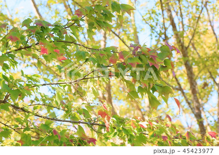 トウカエデ紅葉 45423977