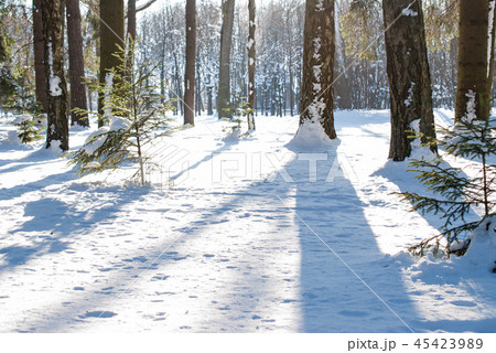 Trees under the snow lit by the winter sun Trees under the snow lit by the winter sun 45423989