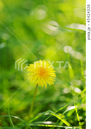 タンポポ 45424326
