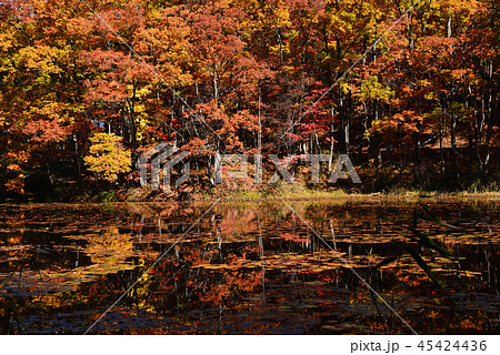 矢ノ原湿原へ行きました　　＃34 45424436