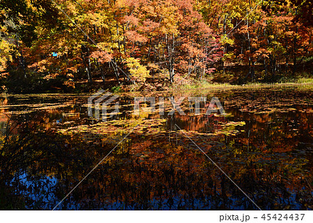 矢ノ原湿原へ行きました　　＃33 45424437