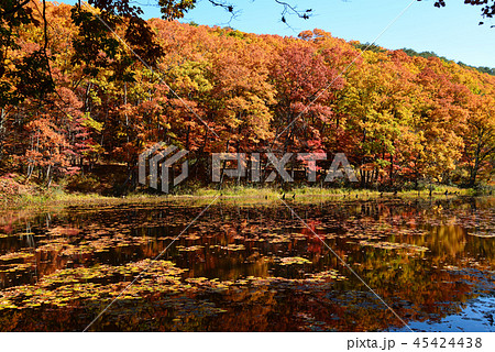 矢ノ原湿原へ行きました　　＃32 45424438