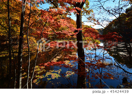 矢ノ原湿原へ行きました　　＃31 45424439