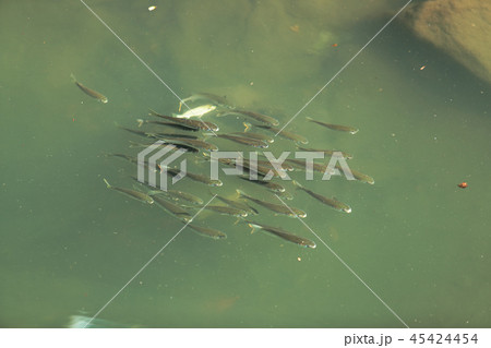 ボラの稚魚 ボラの稚魚 45424454