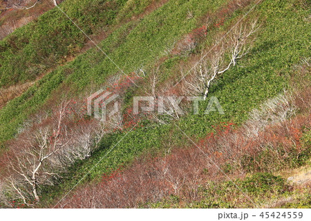 東北飯豊連峰　飯豊山山頂への道　切合小屋稜線から大日岳　ダケカンバの谷を望む 45424559