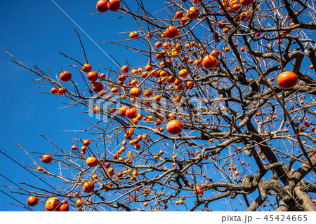 青空と熟した柿 45424665