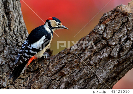 秋色 秋色 45425010