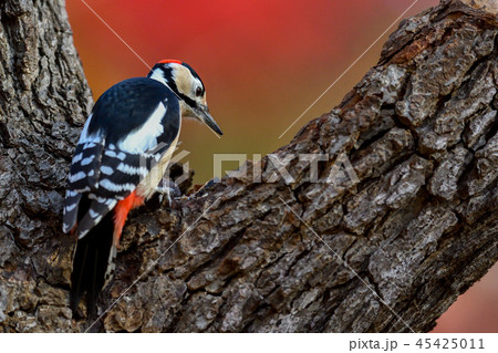 秋のアカゲラ 秋のアカゲラ 45425011