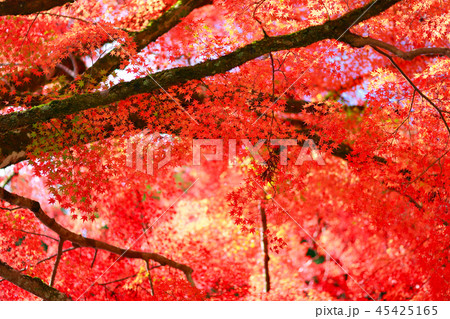 紅葉 45425165