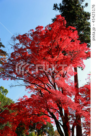 紅葉 45425176