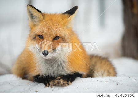 Red Fox, (Vulpes vulpes), lays calmly in snow. Red Fox, (Vulpes vulpes), lays calmly in snow. 45425350