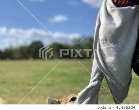 柴犬 犬 あそぼ 柴犬 犬 あそぼ 45426204