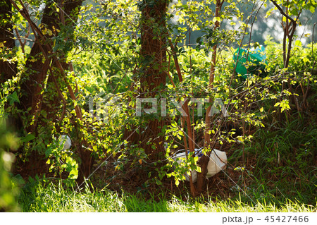 捨てられたゴミ 45427466