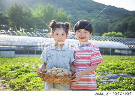 Cute little boy and girl harvesting together. Gardening, planting concept photo 274 45427954