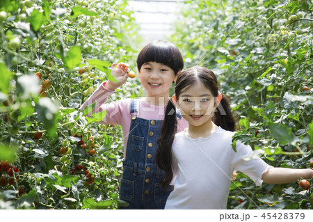 Cute little boy and girl harvesting together. Gardening, planting concept photo 048 45428379