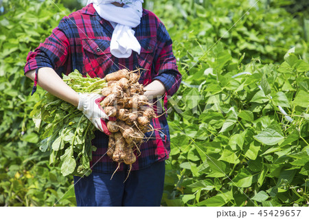 Fresh organic vegetables in the garden. Harvesting concept photo. 147 45429657