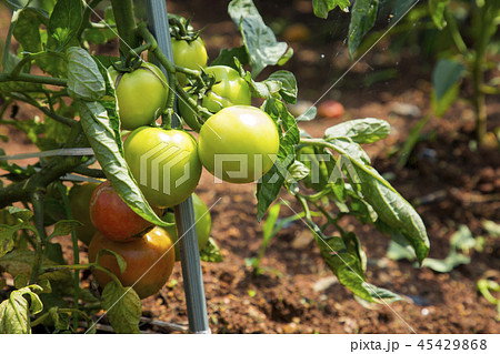 Fresh organic vegetables in the garden. Harvesting concept photo. 033 45429868
