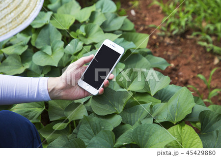Fresh organic vegetables in the garden. Harvesting concept photo. 101 45429880