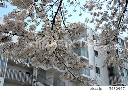 ビルの谷間の桜 45430967